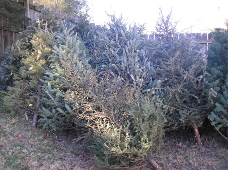 christmas trees used for fishing honey holes